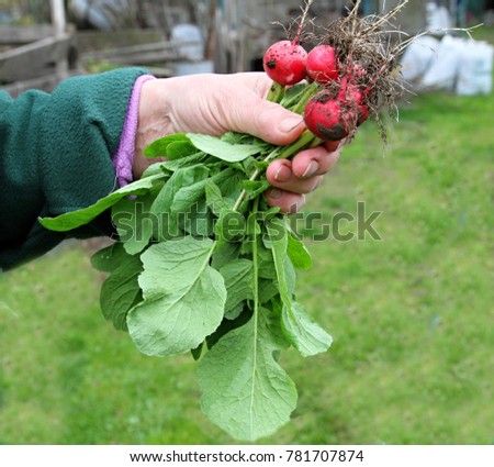 hand picked radish from garden stock photo