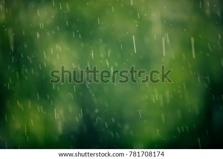 falling rain in the forest 