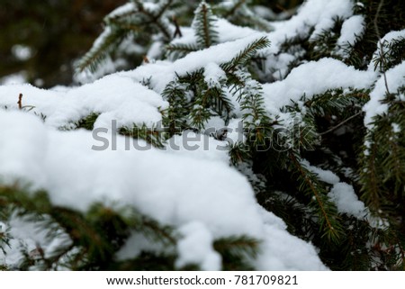Nature landacape winter