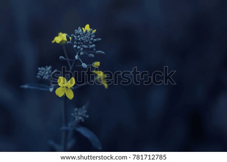 Withering flower wallpaper