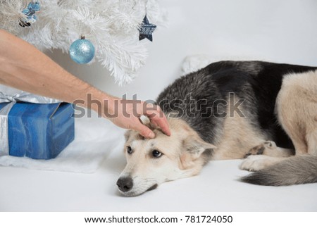 the dog is a friend of a man, lies and the owner stroked her hand. on the background of a New Year tree and a toy