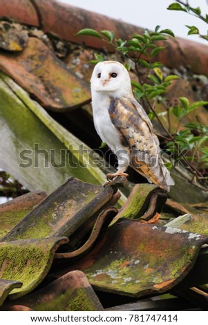 Barn Owl on a derelict building. A lovely barn owl is seen perched on a derelict agricultural building.