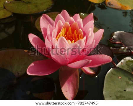 Water Lily in garden pond