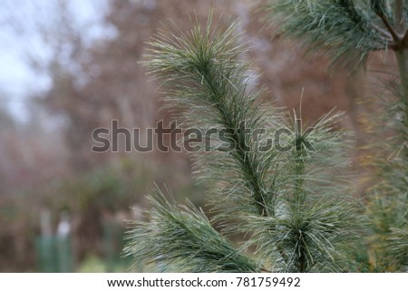 Coniferous trees in forest / Needles close-up