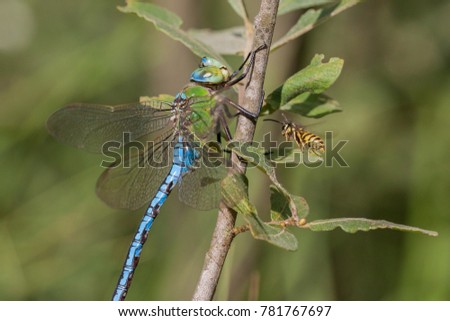 Emperor dragonfly - Anax imperator - male