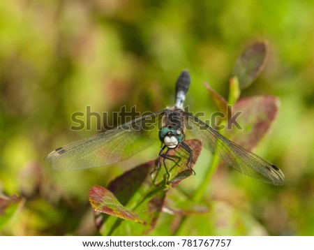 Lilypad whiteface dragonfly - Leucorrhinia caudalis - male