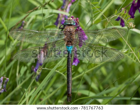 Lesser emperor dragonfly - Anax parthenope - male