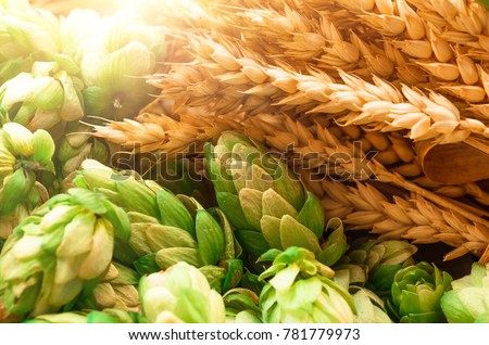 Green hops, malt, ears of barley and wheat grain, ingredients to make beer and bread, agricultural background Royalty-Free Stock Photo #781779973