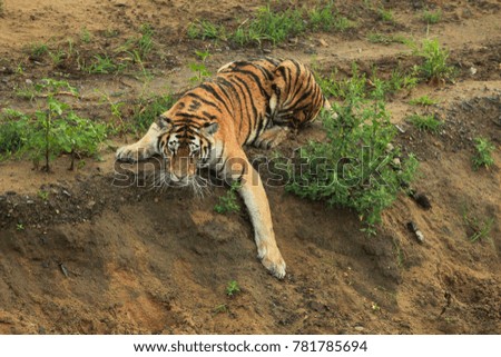 Big wild cat, endangered animal. End of dry season, beginning monsoon. Tiger walking in green vegetation. Wild Asia, wildlife