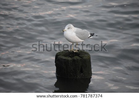 Seagull Standing on a Log in the Water