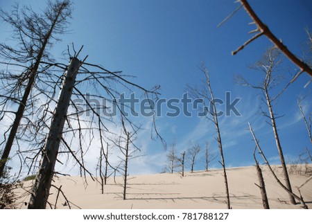 Dying forest turning into desert