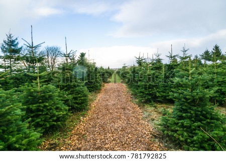 Freshly Christmas tree ready to cut in cut your own Christmas tree farm in Denmark
