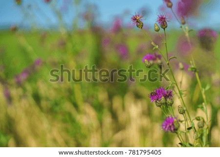 Violet flower on a green background selective focus