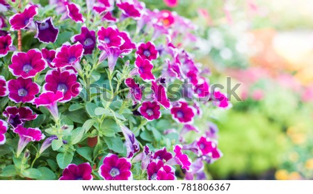 Flowerbed with multicoloured petunias / Image full of colourful petunia (Petunia hybrida) flowers Royalty-Free Stock Photo #781806367