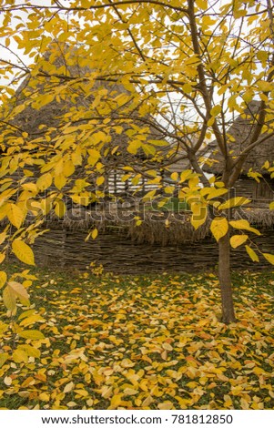 autumn yellow tree leaves next to straw fence in old Romanian village 