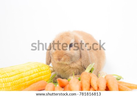 Young brown  rabbit is eating fresh yellow corn on white background