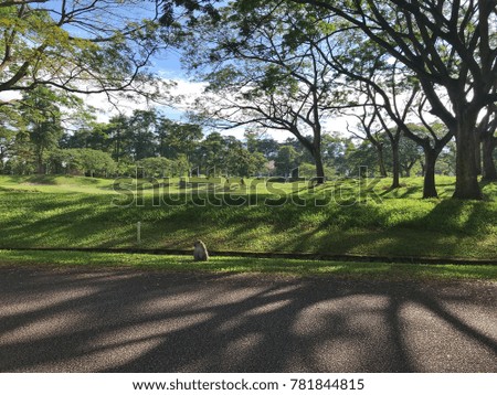 Picture of a male monkey at the road side in a golf and country club