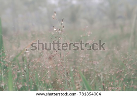 Spring grass flower with  morning dew drops with  sunshine  fresh nature background