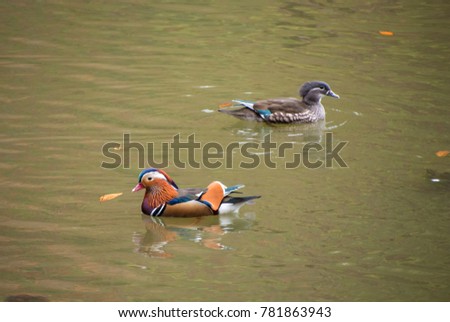 Mandarin duck couple and the leaves