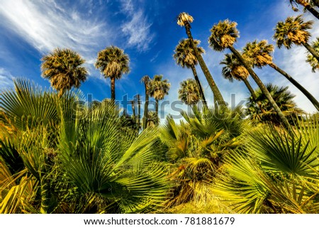 Washington Palm trees in a desert oasis near Palm Springs California