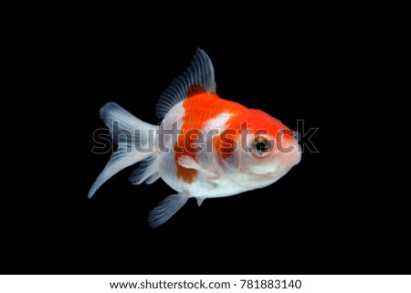 Goldfish Red, gold, white