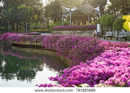 Pink flower bush beside the pool