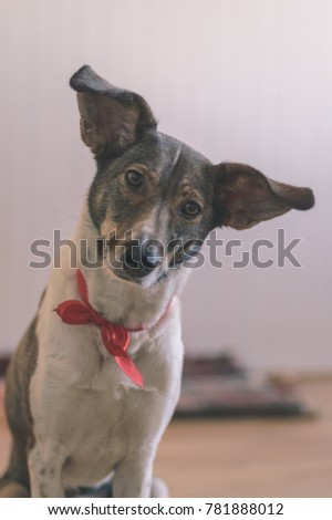 happy dog is looking for direction on blur background - vintage matte look