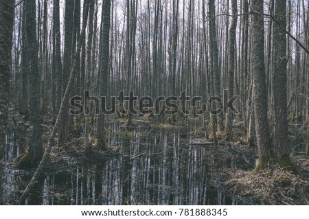 reflections of tree trunks in dirty pond in autumn. natural environmental detail view in latvia - vintage film look