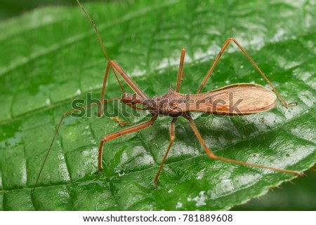 Leafhopper assassin bugs