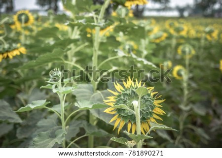 beautiful back side sunflower close-up,field of sunflower. 
