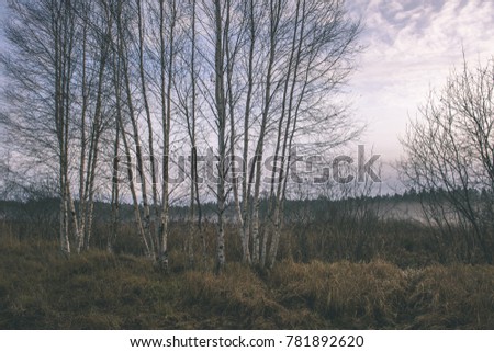 white birch tree trunk texture in overcast autumn day - vintage film look