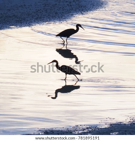 Silhouette two birds walking  in  the sea with reflection
for use as background  