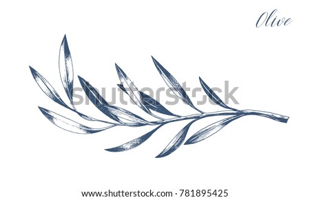 Hand drawn vector olive branch. White background. Isolated. Monochrome engraving technique. Royalty-Free Stock Photo #781895425