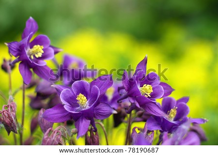 purple flowers in wild nature