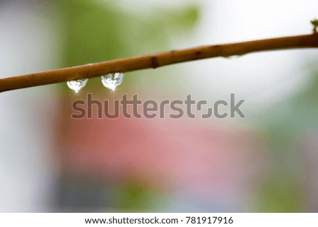Water drops on leaves and refreshing in the rainy season.