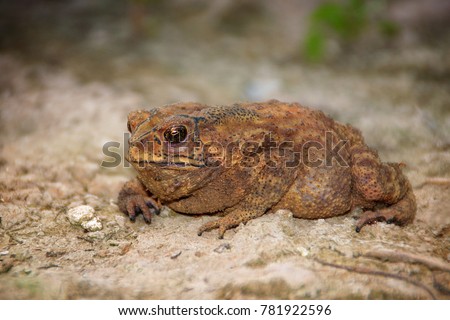 Brown toad on the ground