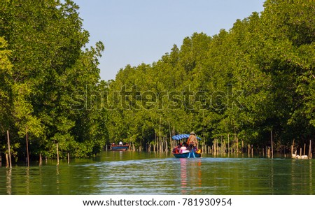 Travel along mangrove forest