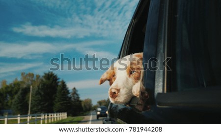 The dog looks out the window of the car. Travel with the pet