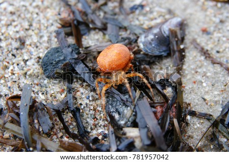spiderman on sandy beach
