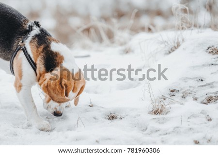 Dog Beagle on a walk, winter walk in forest snow on the ground 