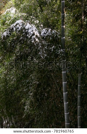 Bamboo stems on the background with leaves of Bamboo.