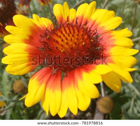 beautiful sunflowers  in village 