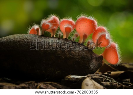 Fungi - Cookeina Tricholoma