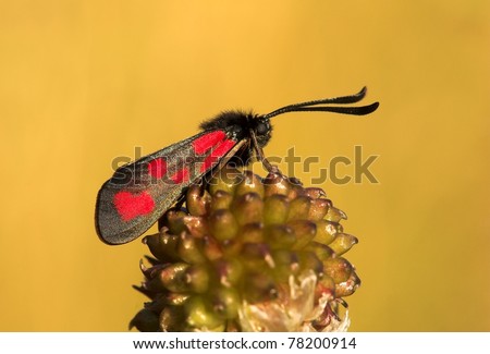 a butterfly sitting on a plant