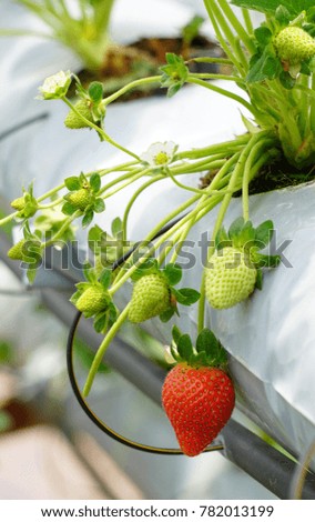 Fresh strawberries on branch in garden, selective focus