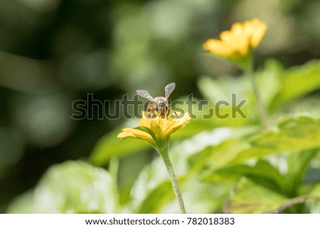 A beautiful bee on yellow flower with Nature background. Copy space