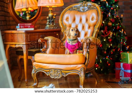 year of the dog, a beautiful little dog of the Dachshund breed dressed in a warm jacket, sits in an armchair next to a gift
