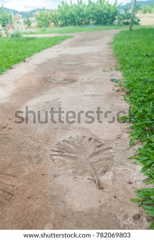 Concrete walkways print leaves , on lawn