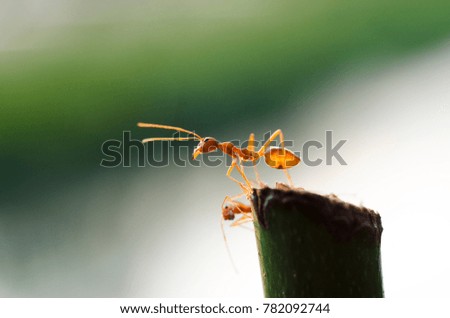 Red Ant on the Branch With blurred background
