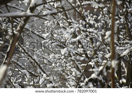Winter Tree Branches with Snow